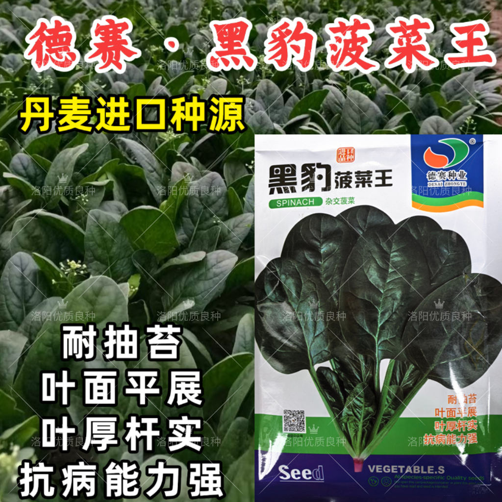 黑豹菠菜王种子丹麦进口耐抽苔大圆叶捆扎耐寒越冬红根菠菜种子籽
