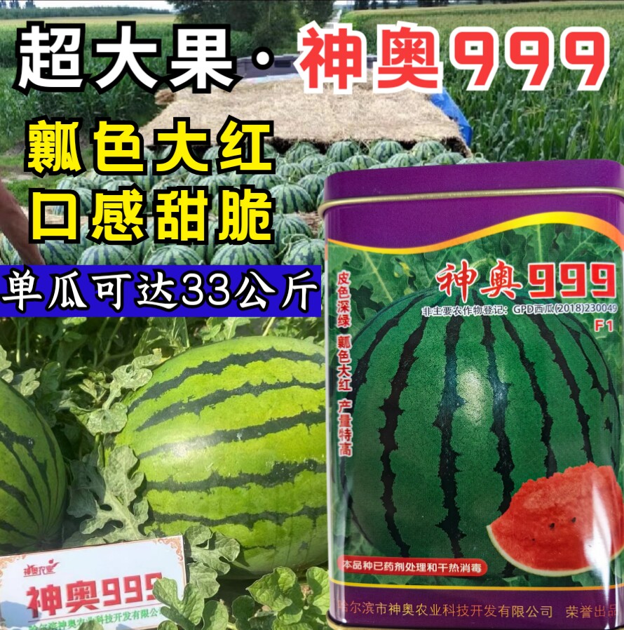 神奥999西瓜种子中晚熟高产大果绿皮红瓤皮薄甜脆地雷西瓜种子籽