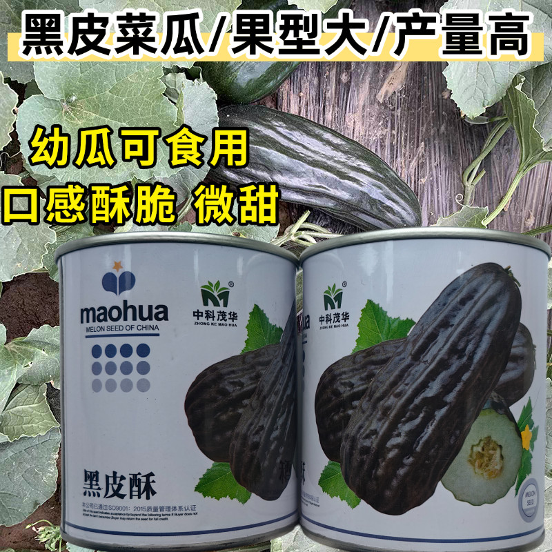 黑皮酥瓜种子菜瓜种子酥脆八棱菜瓜黑酥瓜微甜黑皮甜瓜种子籽孑