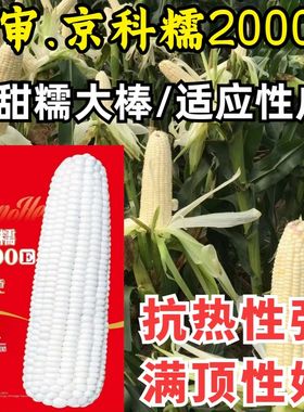 京科糯2000E糯玉米种子 国审早熟甜糯大棒抗热白粘糯玉米种子籽孑