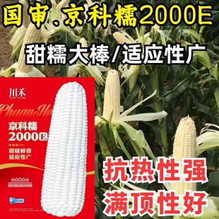 京科糯2000E糯玉米种子 国审早熟甜糯大棒抗热白粘糯玉米种子籽孑
