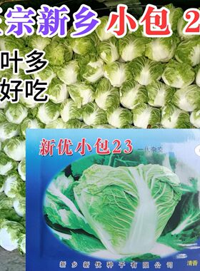 新乡早熟小包头白菜种子火锅菜