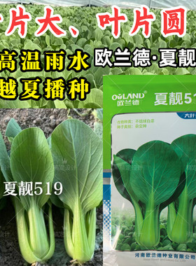大叶片青梗菜种子夏靓519耐热耐雨水抗热青梗绿叶夏上海青菜种子