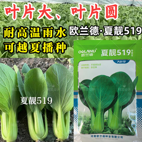 大叶片青梗菜种子夏靓519耐热耐雨水抗热青梗绿叶夏上海青菜种子