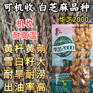 可机收芝麻种子华芝2000白芝麻黄杆黄蒴大籽耐旱高油春夏芝麻种子