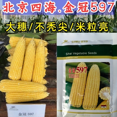 金冠597水果玉米种子国审泰太阳花超甜鲜食爆汁水果甜玉米种子籽