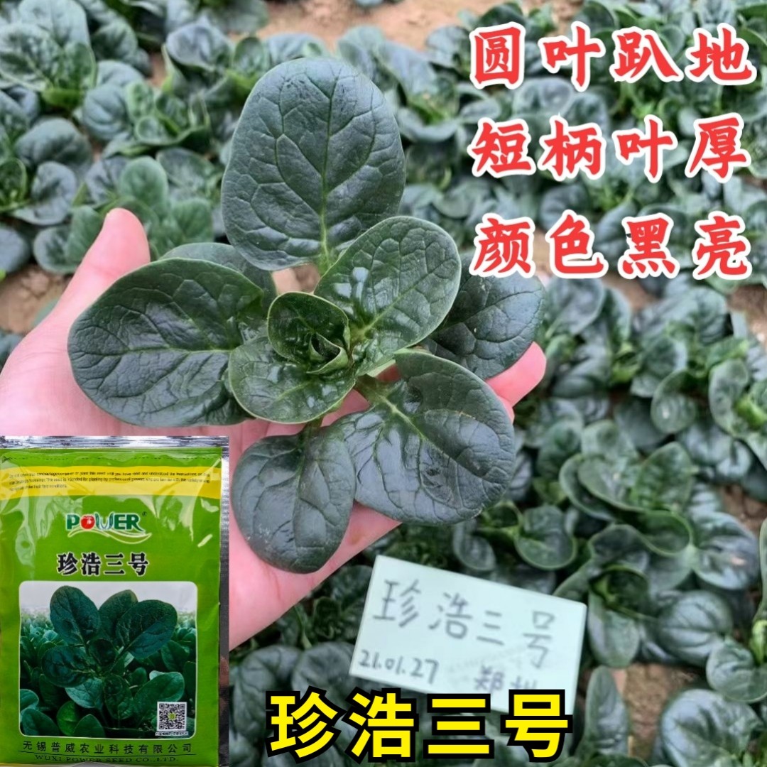 珍浩三号趴地菠菜种子普威大圆叶黑亮短柄厚叶抗霜霉病菠菜种子籽,鲜花速递/花卉仿真/绿植园艺,家庭园艺种子,淘宝优惠券,粉丝福利购,淘宝优惠卷