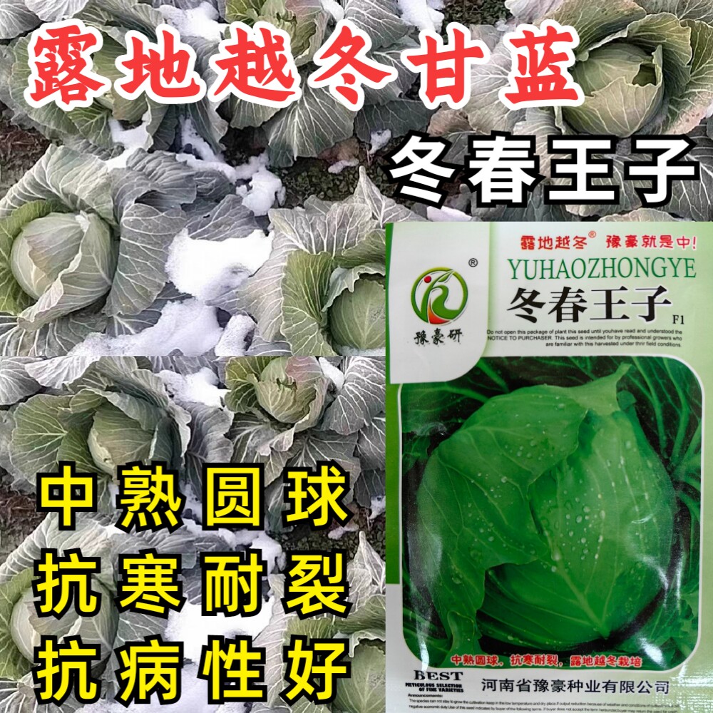 露地越冬甘蓝种子冬春王子耐寒圆球耐冻耐裂抗病甘蓝包菜种子籽孑