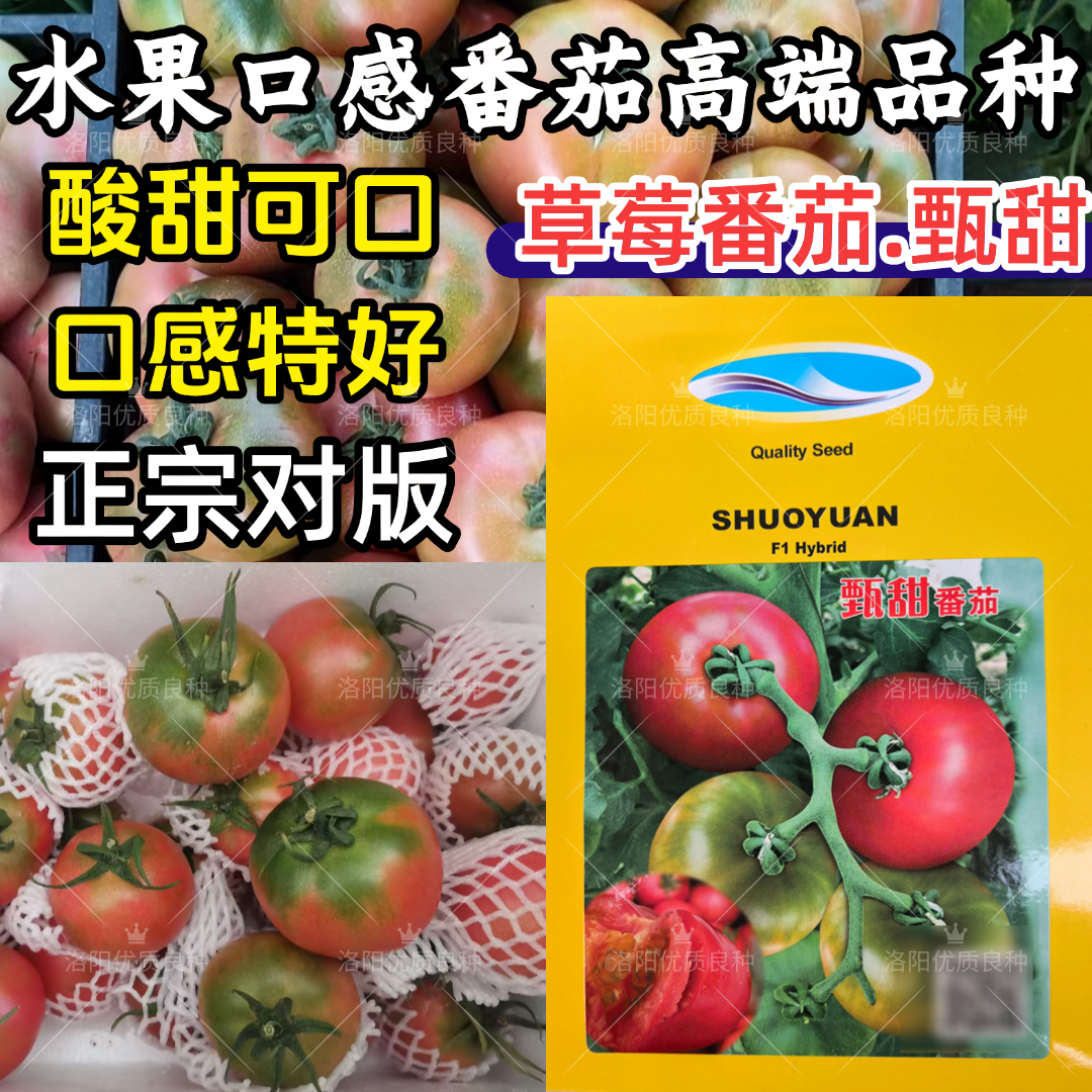 甄甜草莓番茄种子硕源口感型铁皮柿子水果番茄西红柿蔬菜种子籽孑