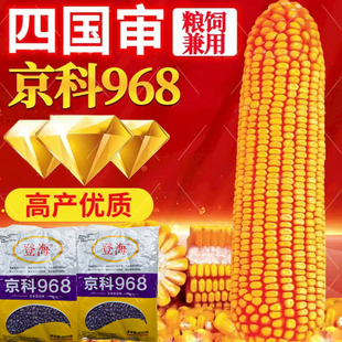 京科968高产玉米种子矮杆双棒抗旱涝抗病抗倒伏农科院国审苞米籽
