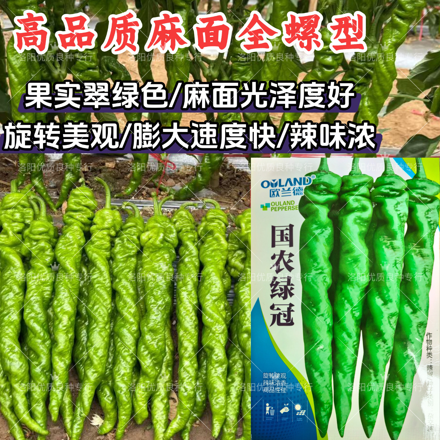 国农绿冠螺丝椒种子早熟翠绿薄皮麻面全螺辣味浓春秋螺丝辣椒种子