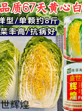 盛世辉煌黄心大白菜种子67天黄芯抗病耐寒秋播冬储春秋大白菜种子