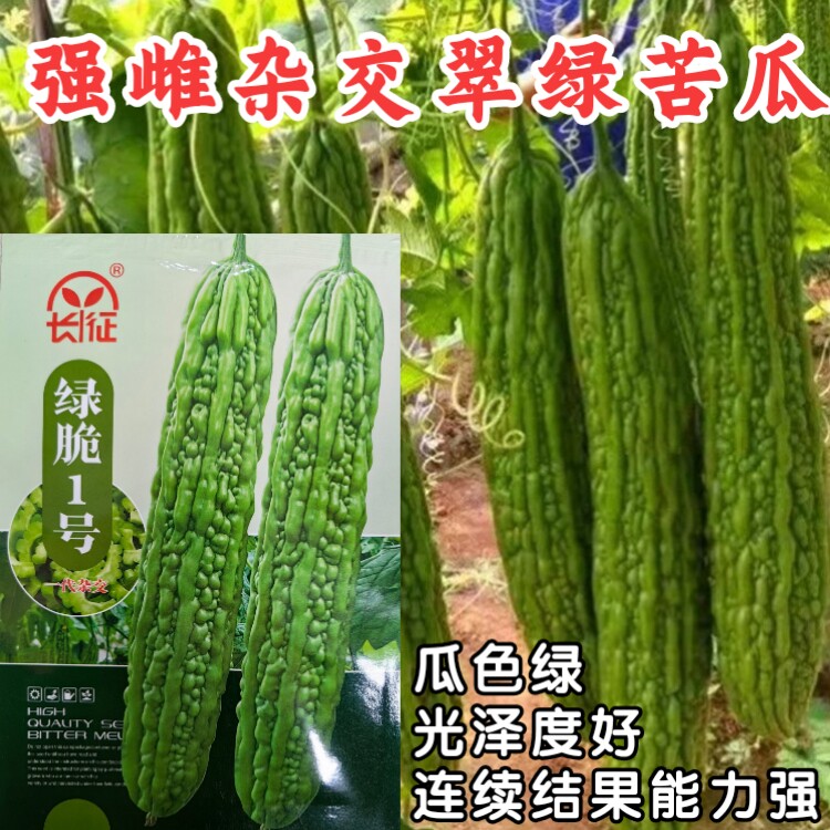 绿脆1号苦瓜种子杂交长绿苦瓜油绿苦瓜种籽蔬菜种子家庭阳台盆栽