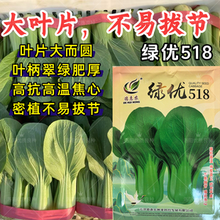 绿优518青梗菜种子大叶片不易拔节抗高温耐热夏秋上海青青菜种子