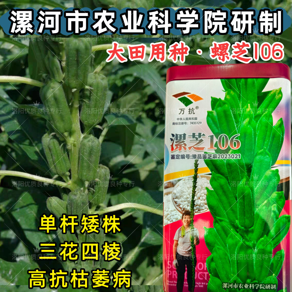 漯芝106白芝麻种子高产抗病五谷杂粮白芝麻种籽耐旱耐重茬春夏播