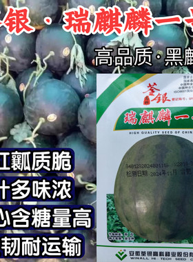 黑皮西瓜种子瑞麒麟一号黑麒麟黑圆西瓜甜脆红瓤懒汉西瓜种子籽孑
