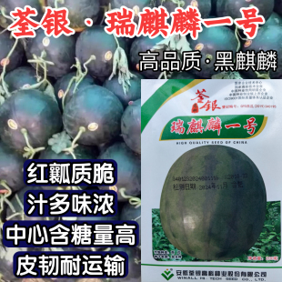 黑皮西瓜种子瑞麒麟一号黑麒麟黑圆西瓜甜脆红瓤懒汉西瓜种子籽孑