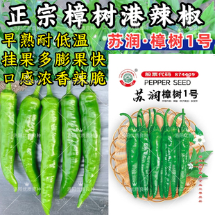 樟树港辣椒种子苏润樟树1号短羊角椒薄皮香辣绿皮青椒辣椒种子籽