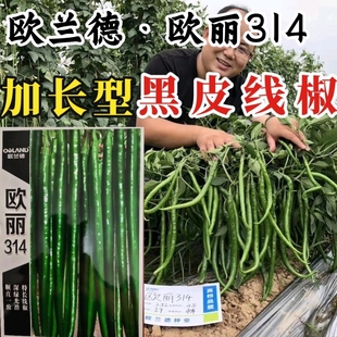 欧兰德欧丽314线椒种子 深墨绿光亮顺直高产黑线椒条椒辣椒种子籽