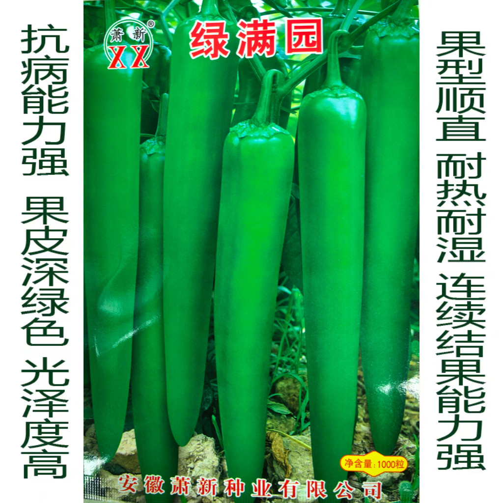萧新摇钱树616绿皮尖椒耐热耐湿