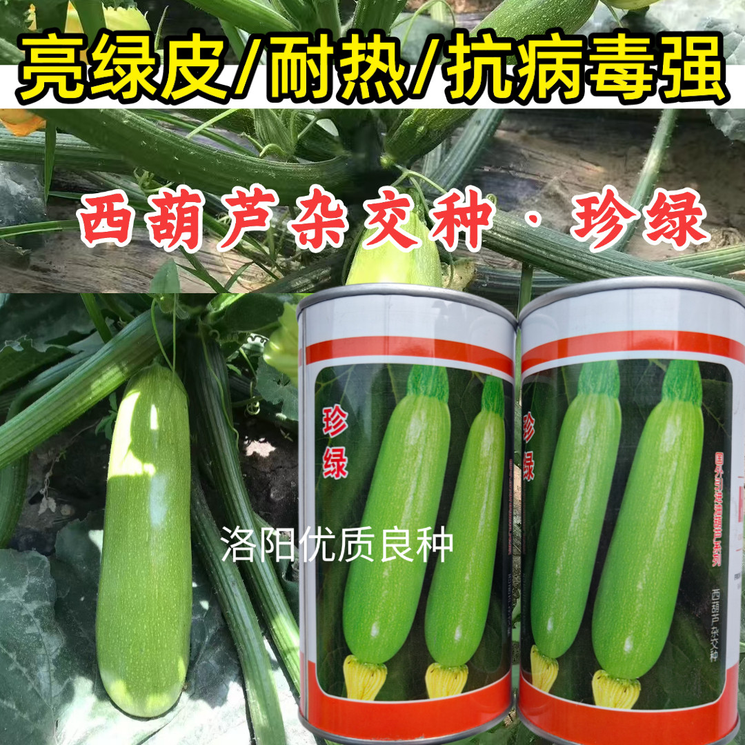 珍绿西葫芦种子种籽抗病毒翠绿油亮型耐热春秋大棚越夏茄瓜种子籽