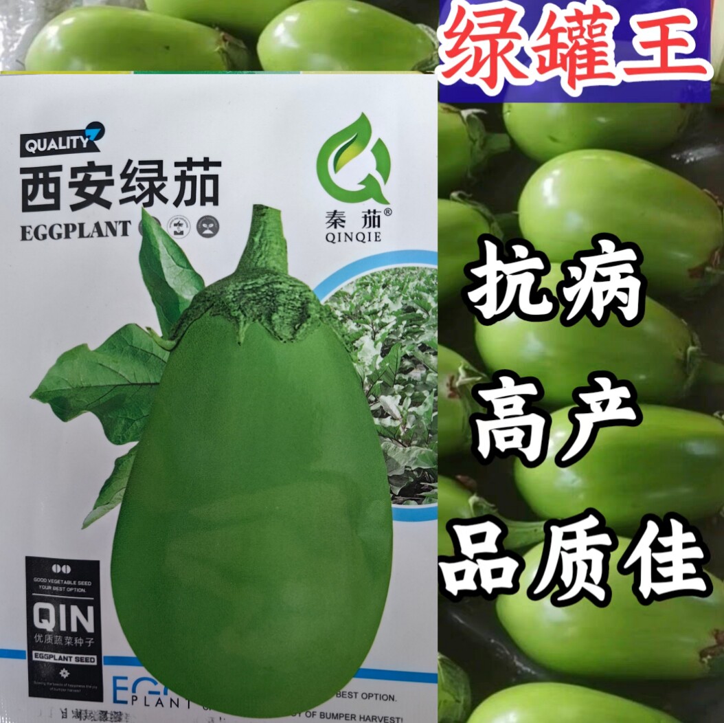 青皮茄子种子早熟抗病油亮圆茄
