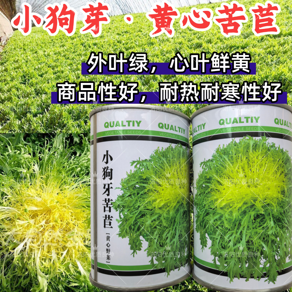 小狗芽苦苣种子黄心细叶苦苣四季耐热耐寒碎叶苦菊盆栽蔬菜种子籽,鲜花速递/花卉仿真/绿植园艺,家庭园艺种子,淘宝优惠券,粉丝福利购,淘宝优惠卷