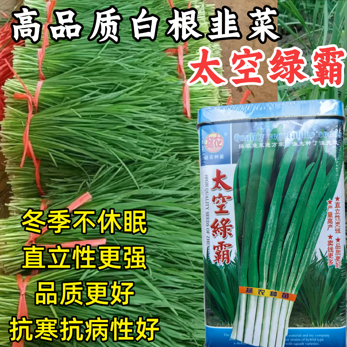 太空绿霸韭菜种子白根不休眠宽叶四季蔬菜种籽孑白根韭菜种籽子孑