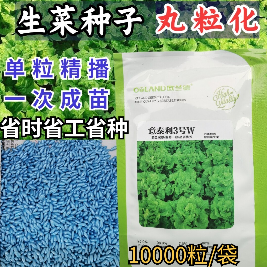 丸粒化生菜种子意泰利3号单粒播种 耐湿热越夏生菜种子籽丸粒化