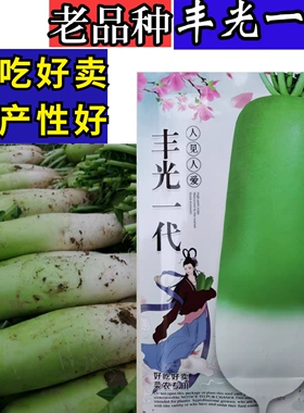丰光一代萝卜种子露头青老品种萝卜种籽秋冬储高产蔬菜水果萝卜籽