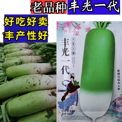 露头青老品种萝卜种籽秋冬储