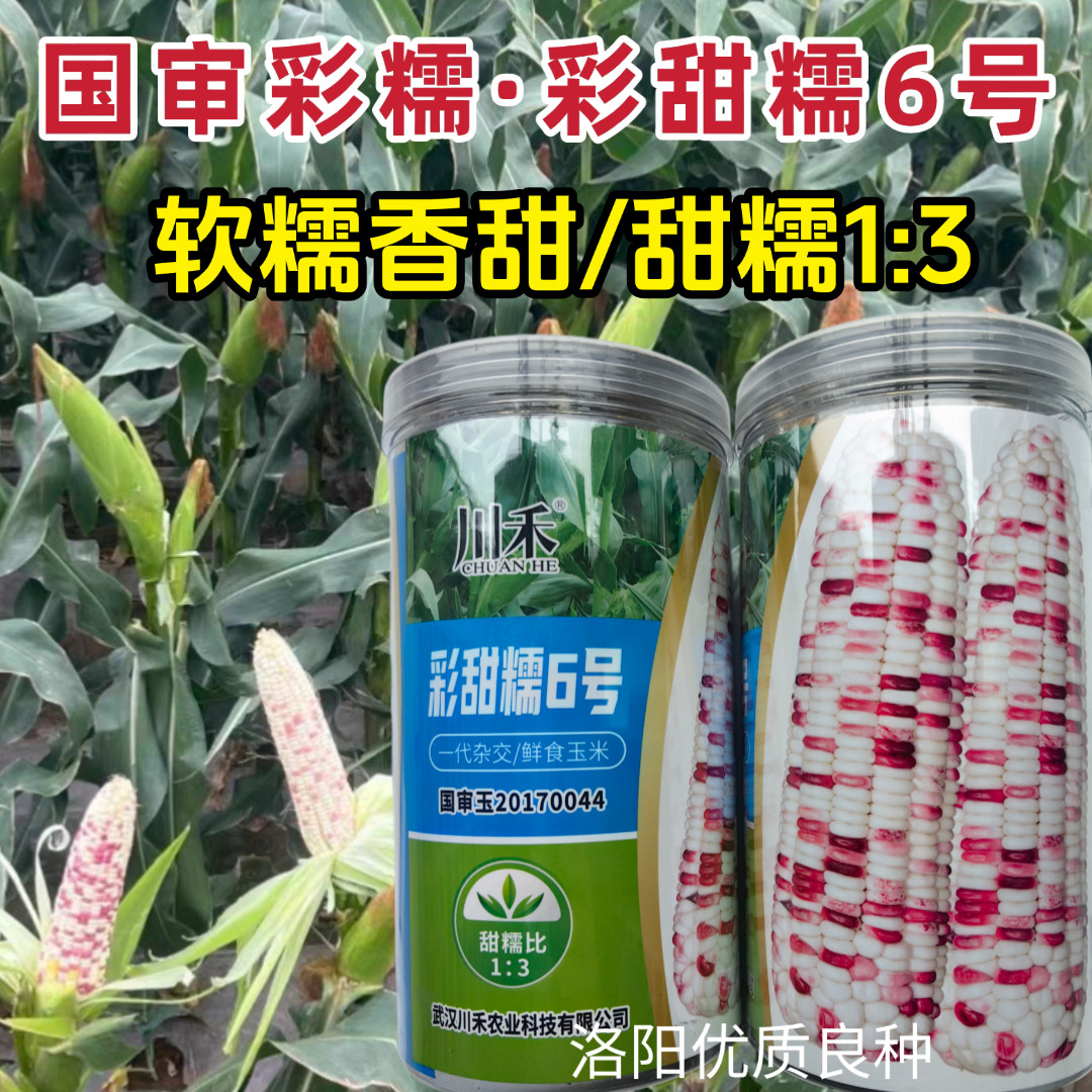 彩甜糯玉米种子彩甜糯6号大棒甜糯彩花玉米软粘春秋玉米种子籽孑