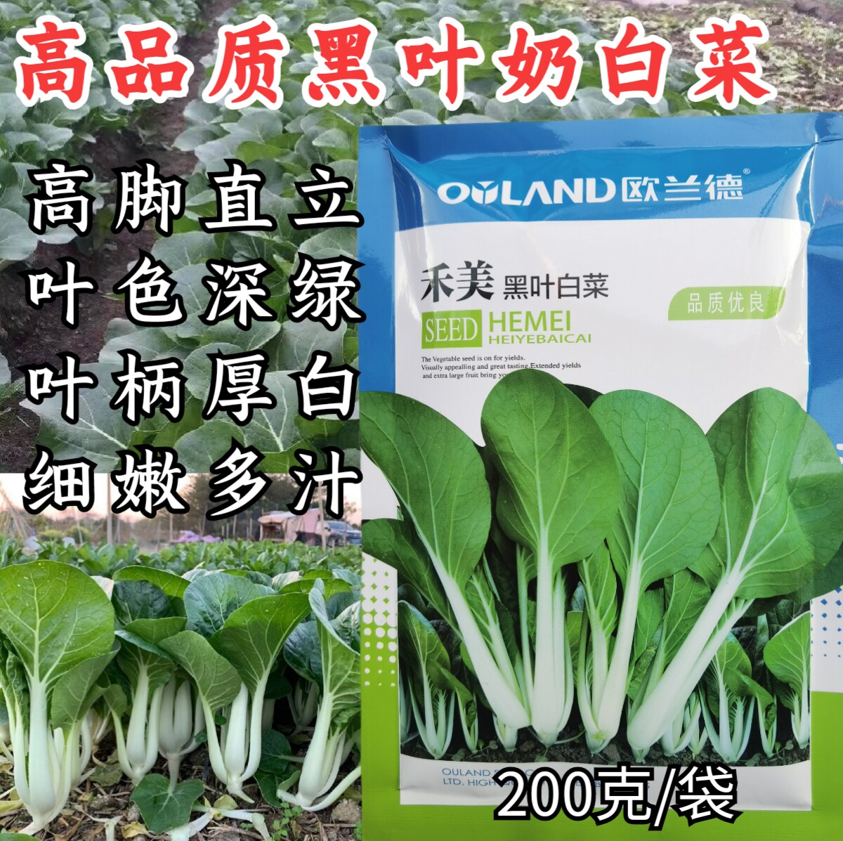 耐热抗病高产小白菜奶白菜欧兰德