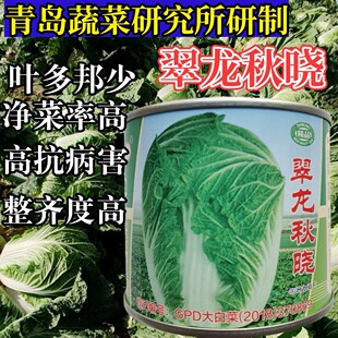 翠龙秋晓大白菜种子山东抗病冬储耐寒抗热青杂三号白菜蔬菜种子籽