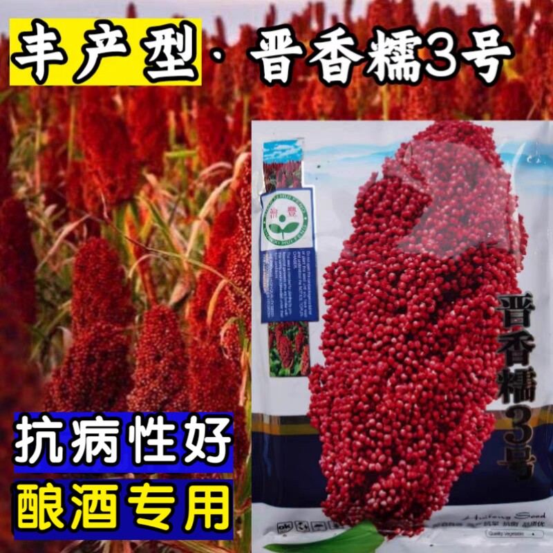 高产糯高粱种子种子矮杆抗倒