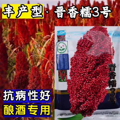 高产糯高粱种子种子矮杆抗倒