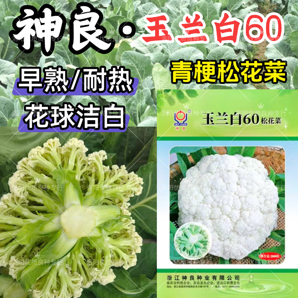 神良玉兰白60松花菜种子早熟耐热青梗花球洁白夏秋散花椰菜种子籽