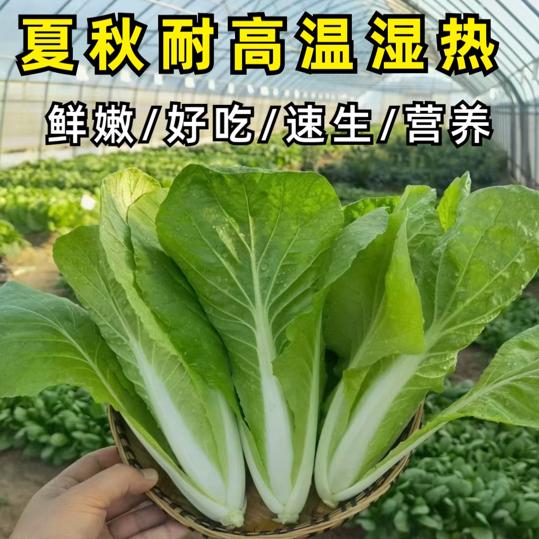 四季快菜奶油小白菜菜籽耐热夏秋