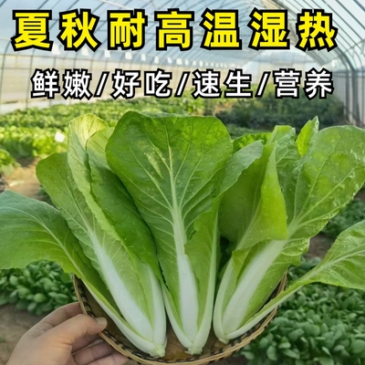 四季快菜奶油小白菜菜籽耐热夏秋