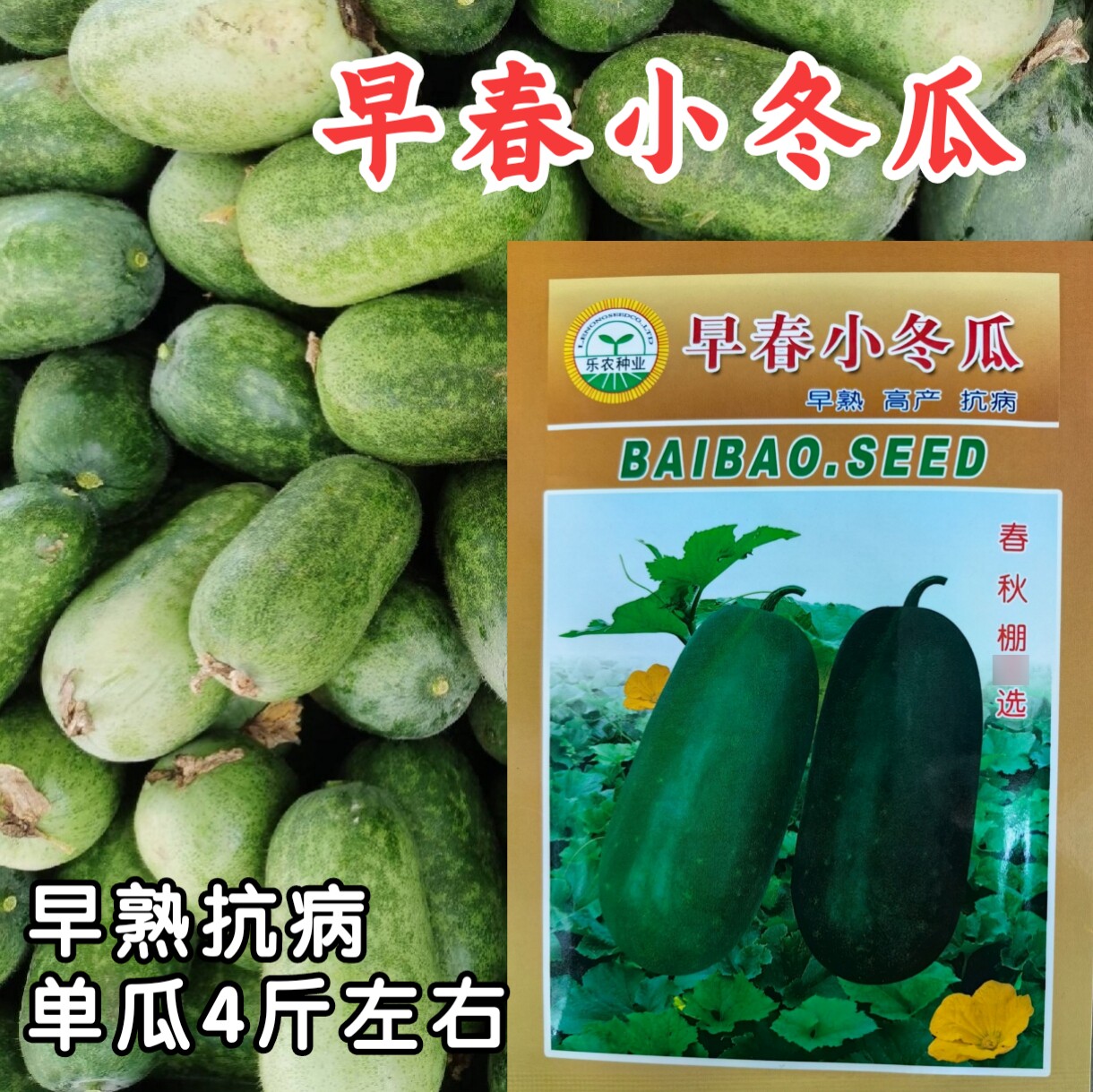 早春小冬瓜种子粉皮青皮传统小节瓜种籽春秋四季高产庭院农家种孑