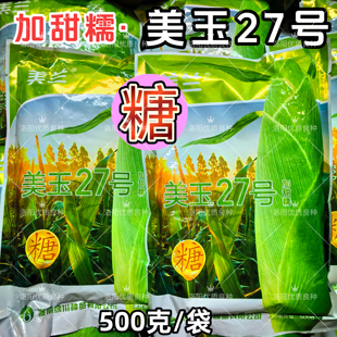 美玉27号加甜糯玉米种子加糖美兰美玉27号大棒甜加糯春秋玉米种子