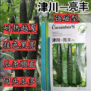 津川亮丰黄瓜种子露地抗热越夏耐高温油亮黄瓜种子绿芯心强磁蔬菜