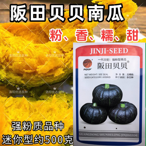 阪田贝贝南瓜种子板栗味粉糯香甜南瓜种四季播农家田园蔬菜种子籽