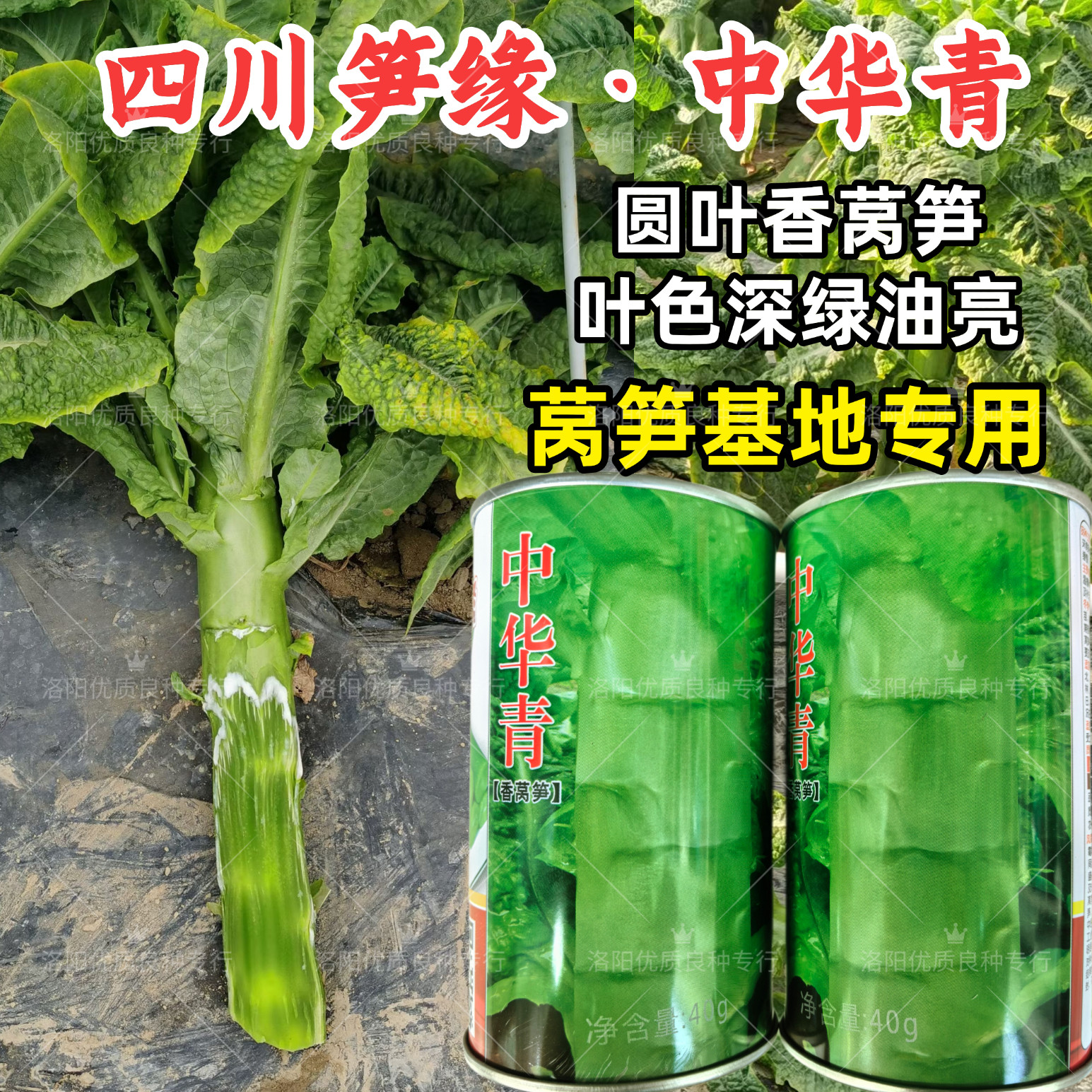 笋缘中华青莴笋种子圆叶三青莴笋绿皮青肉秋播耐寒香莴笋莴苣种子