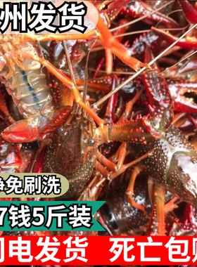 小龙虾鲜活567钱清水养殖红虾红壳中等清水活虾5斤顺丰特快包邮