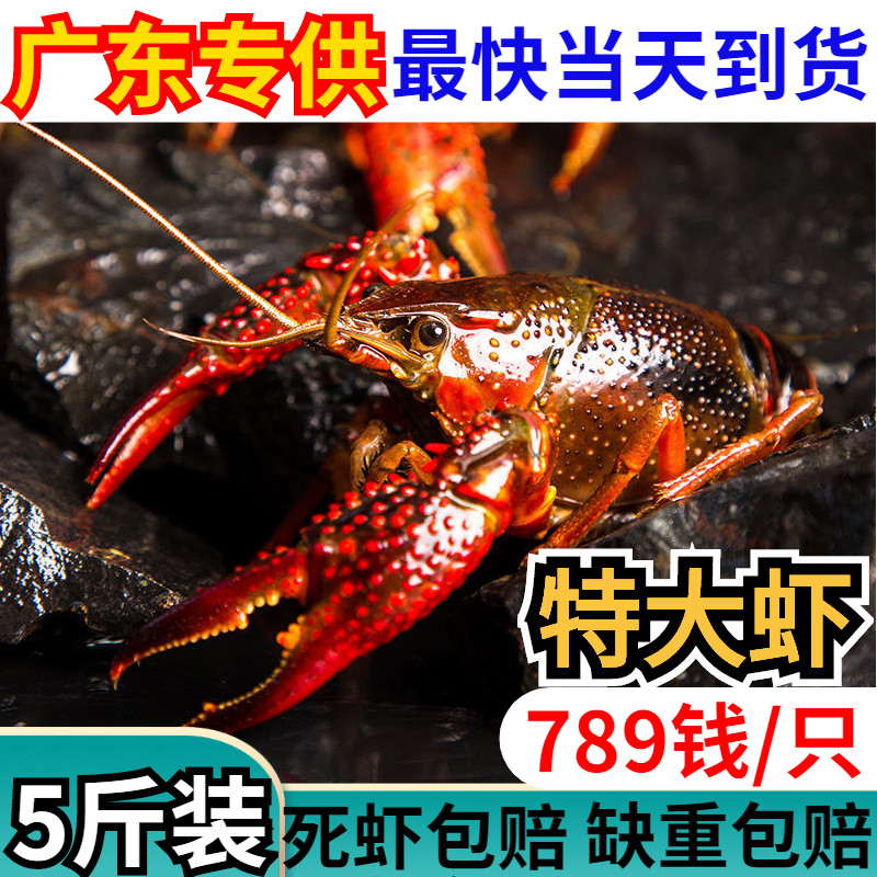 小龙虾鲜活789钱清水养殖青虾活虾