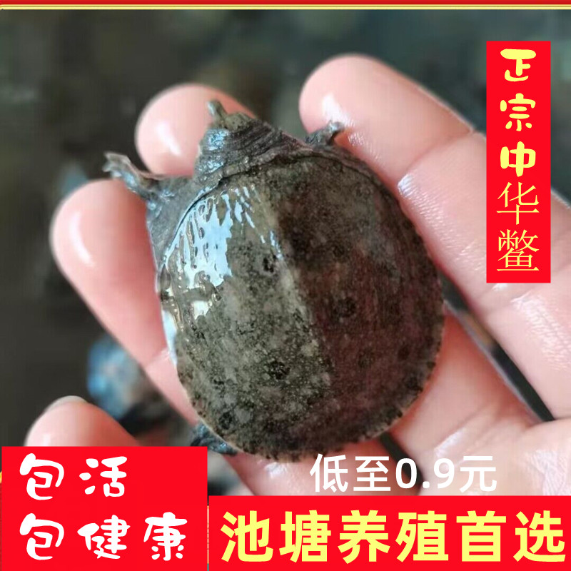 外塘养殖中华鳖苗小甲鱼水鱼团鱼苗宠物活体龙鱼饲料王八宠物活体