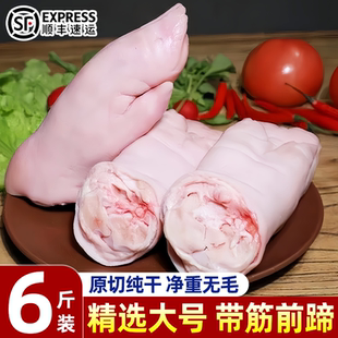 新鲜猪蹄大猪蹄整只猪前蹄新鲜带筋前蹄猪脚猪手纯干带筋猪蹄批发