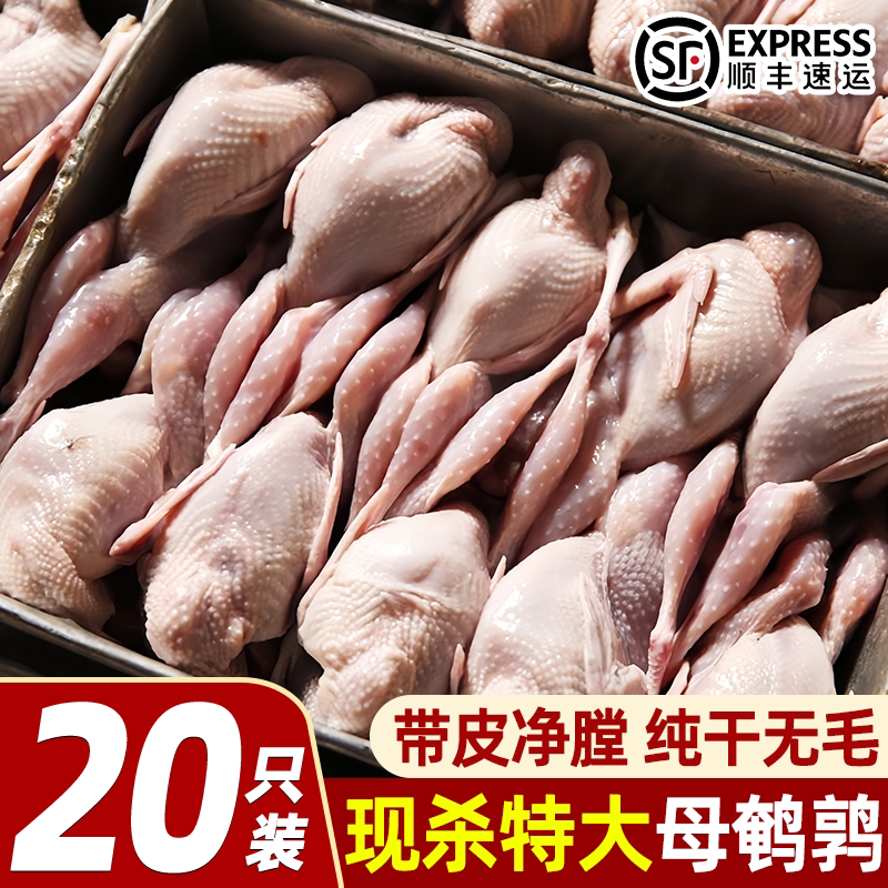 鹌鹑新鲜现杀特大母鹌鹑