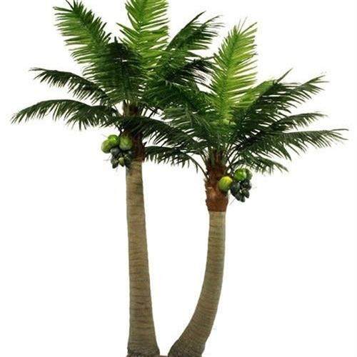 定制仿真植物仿真老人葵椰子树海藻树棕榈树家居装饰厂家供应